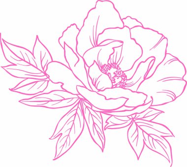 Şeffaf bir arkaplan üzerinde resim şakayık vektörü çevresi