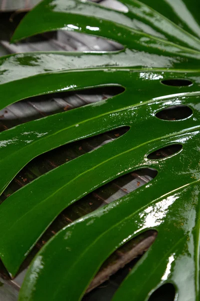 asian tropical leaves. tropical banana leaf texture, abstract green leaf