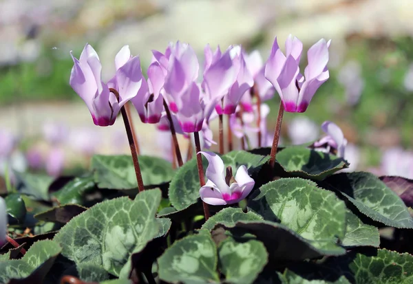 Cyclamen, gentle purple flowers — Stock Photo, Image