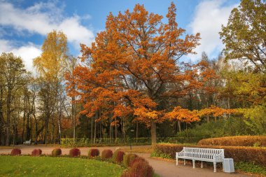 sonbahar manzara Pavlovsk Park, Saint Petersburg, Rusya Federasyonu