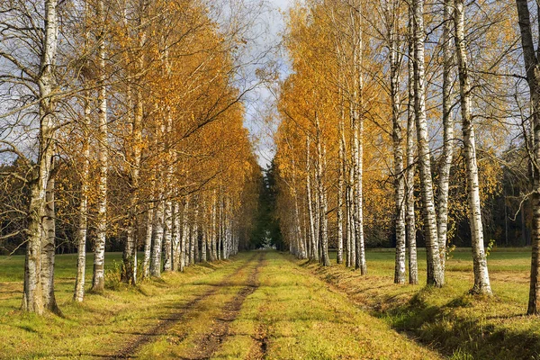Paysage d'automne dans le parc Pavlovsk, Saint-Pétersbourg, Russie — Photo