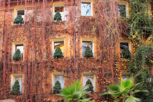 Árboles de Navidad en las ventanas de la casa en Roma — Foto de Stock