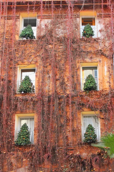 Kerstbomen in de ramen van huis in Rome — Stockfoto