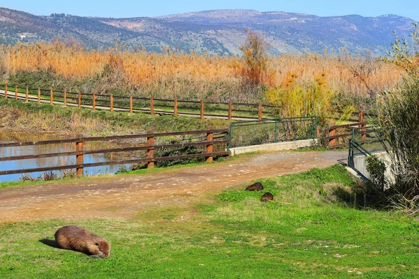 Hula Lake natuurreservaat, Hula Valley, Israël — Stockfoto