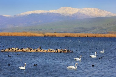 Hula Gölü tabiatı, Hula Valley, Israel