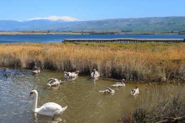 Hula Gölü tabiatı, Hula Valley, Israel