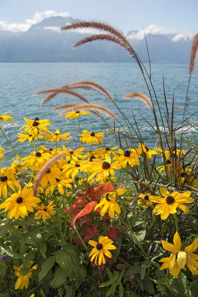 Krajina ráno s květinami na Ženevské jezero — Stock fotografie