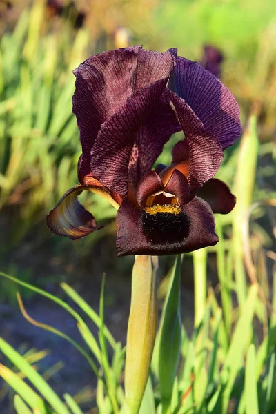 自然保護区で濃い紫の花菖蒲 — ストック写真