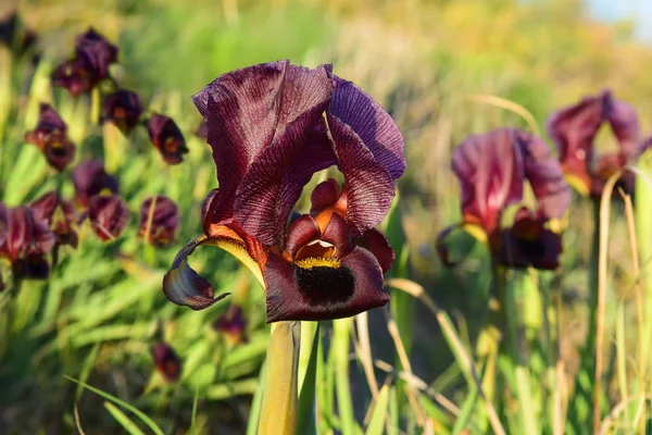 Donker paars irissen in een natuurgebied — Stockfoto