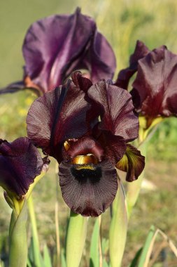 bir doğa rezerv koyu mor süsen