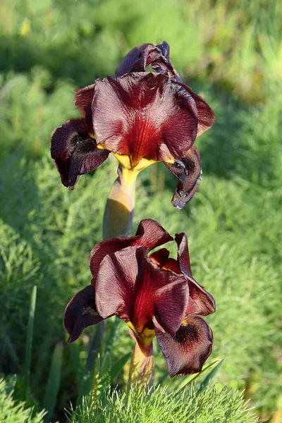 Donker paars irissen in een natuurgebied — Stockfoto