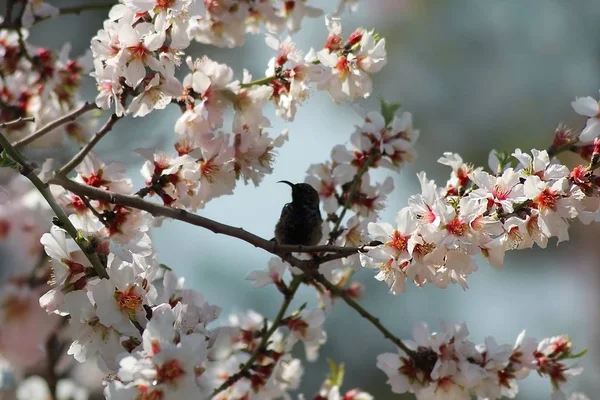 Kolibřík na kvetoucí mandloň strom — Stock fotografie