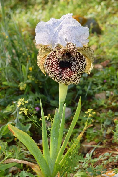 Iris flower white and leopard coloring — Stock Photo, Image