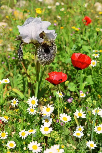 野生的鲜花盛开的森林空地 — 图库照片