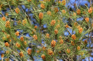 iğneler ve pinus mugo tomurcukları