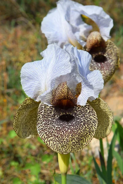 Iris bismarckiana (nazareth iris), unteres Galiläa, Israel — Stockfoto