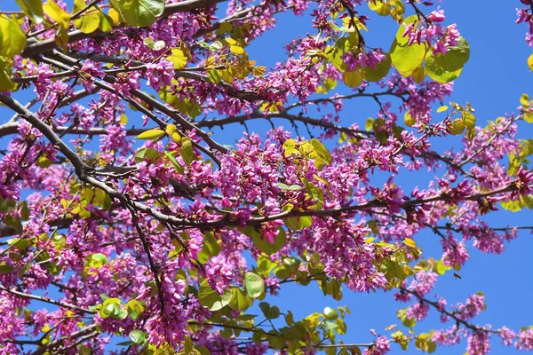 Flowers of judas tree — Stock Photo, Image