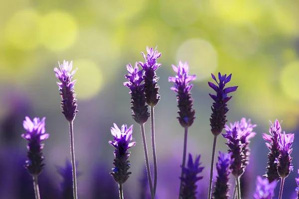 Blommande lavendel upplyst av morgonsolen — Stockfoto