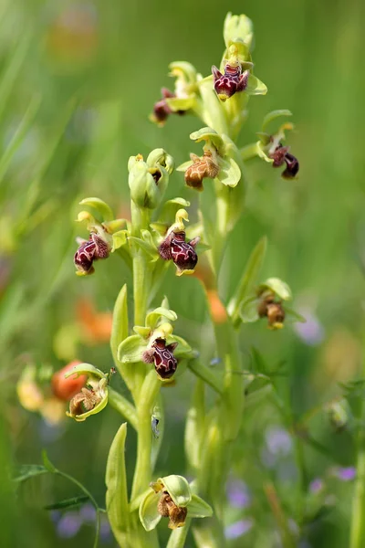Wilde Orchidee als floraler Hintergrund — Stockfoto