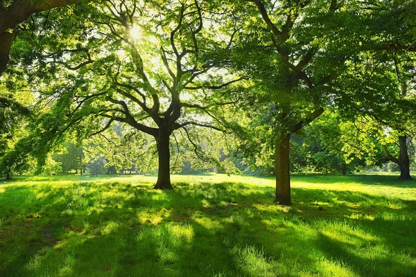 Pittoreska hörn i Hyde Park, London, Uk — Stockfoto