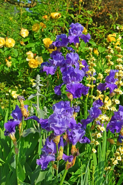 Blumenbeet mit violetten Schwertlilien und gelben Rosen — Stockfoto