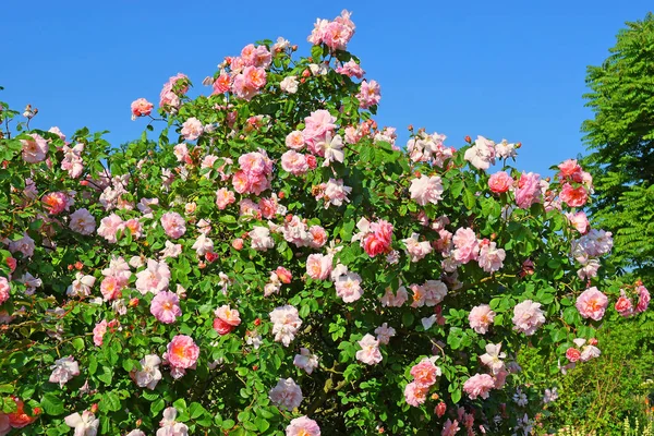 Rosa Rosen im Garten — Stockfoto