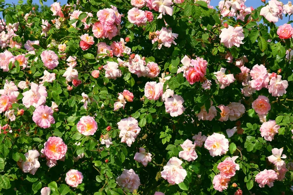 Rosa Rosen im Garten — Stockfoto