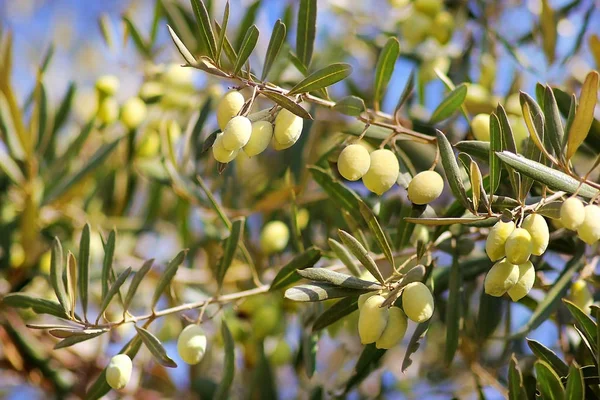 Rijpe groene olijven, rangen Syrische — Stockfoto