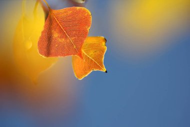 renkli sonbahar yaprakları .