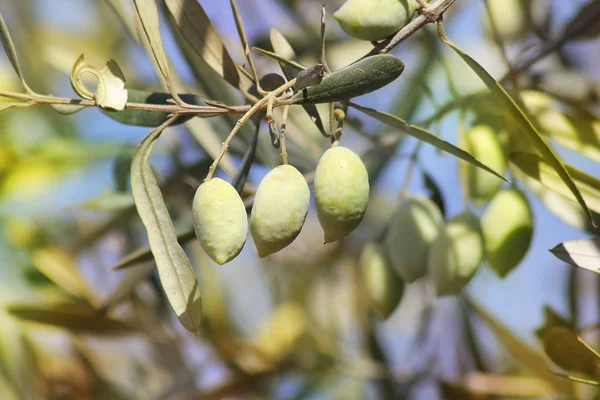 Čerstvé zelené olivy, třídy syrská. — Stock fotografie