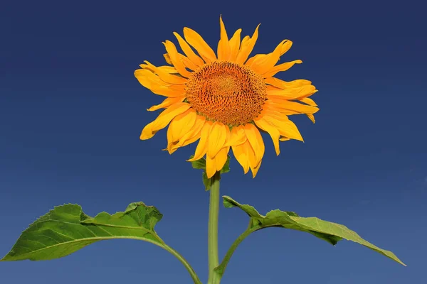 Wizerunek słonecznik close-up — Zdjęcie stockowe