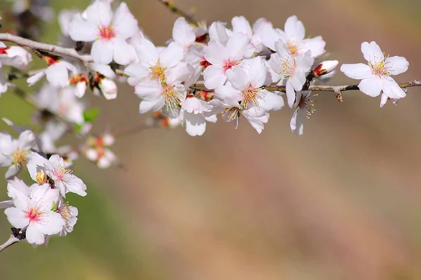 Kwitnące wiosną z gałęzi drzewa migdałowego — Zdjęcie stockowe