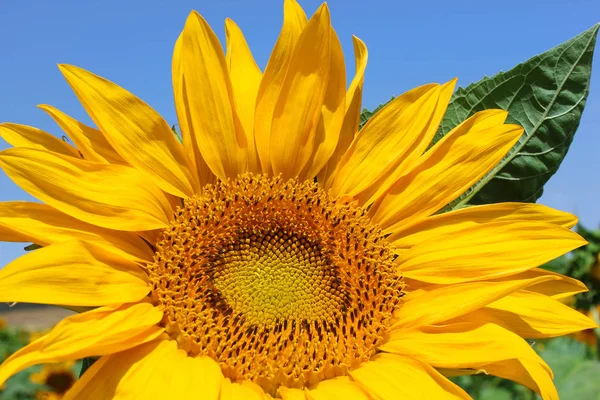 Wizerunek słonecznik close-up — Zdjęcie stockowe
