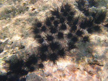 Koloni uzun spined deniz kestanesi deniz dibinin, Kızıldeniz, Eilat, İsrail üzerinde güneş tarafından aydınlatılmış