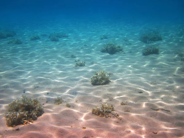 Solljus Upplyst Botten Havet Som Marina Bakgrund Röda Havet Eilat — Stockfoto