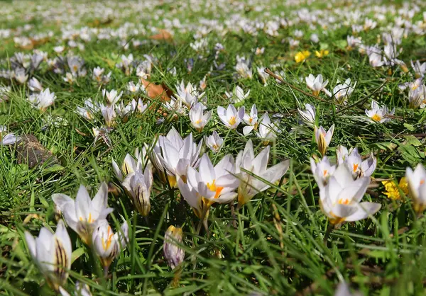 ボルゲーゼ庭園 ローマ イタリアの冬に開花クロッカスの空き地 — ストック写真