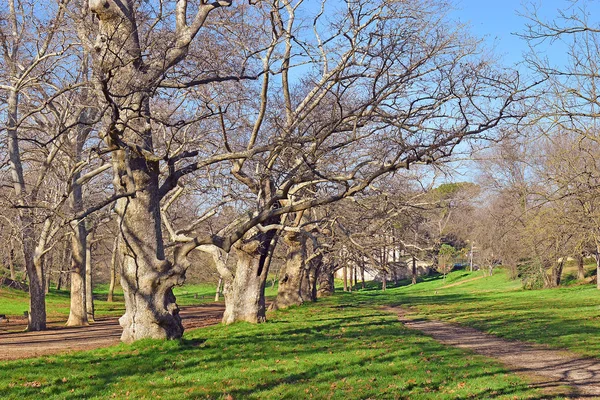 Allee Mit Jahrhundertealten Platanen Öffentlichen Park Borghese Garden Pincian Hill — Stockfoto
