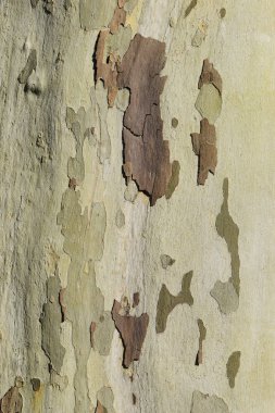 bir çınar (çınar), farklı renkler ve noktalar, çınar ağacı dokulu yüzey kabuğu görünümünü makro