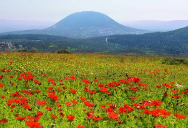 spring blooming of poppies in Galilee near the Nazareth, against the background biblical Mount Tabor, Israel clipart