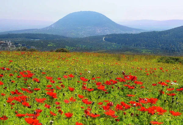 Floración Primaveral Amapolas Galilea Cerca Nazaret Sobre Fondo Bíblico Monte —  Fotos de Stock