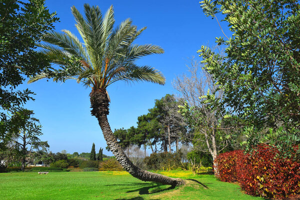picturesque landscape with palm tree in the public park Ramat Hanadiv, Memorial Gardens where buried Baron Edmond de Rothschild, Israel