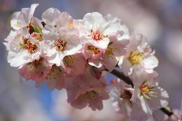 Kwiaty Brzoskwini Drzewo Niewyraźne Tło Jako Tło Kwiatowy — Zdjęcie stockowe
