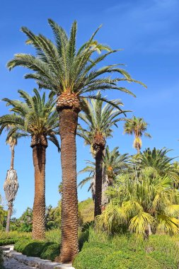 pitoresk Park Ramat Hanadiv Memorial Gardens köşede nereye gömüldüğü Baron Edmond de Rothschild ve onun karısı Adelaide, İsrail