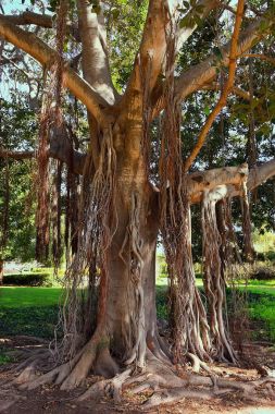 pitoresk Park Ramat Hanadiv Memorial Gardens köşede nereye gömüldüğü Baron Edmond de Rothschild ve onun karısı Adelaide, İsrail