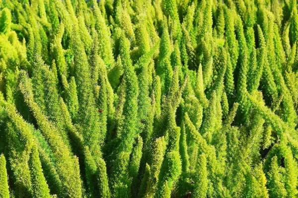 以常青灌木为自然背景的对冲 — 图库照片