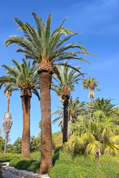 Malerische Ecke Park Ramat Hanadiv Gedenkgärten Denen Baron Edmond Rothschild lizenzfreie Stockfotos