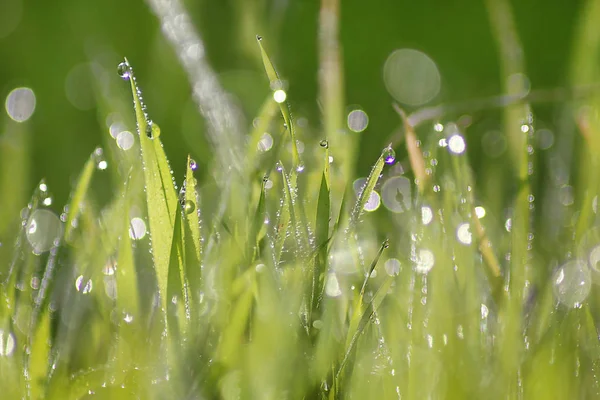 Grama Verde Fresca Brilhantemente Iluminada Gotas Orvalho Como Fundo Natural — Fotografia de Stock