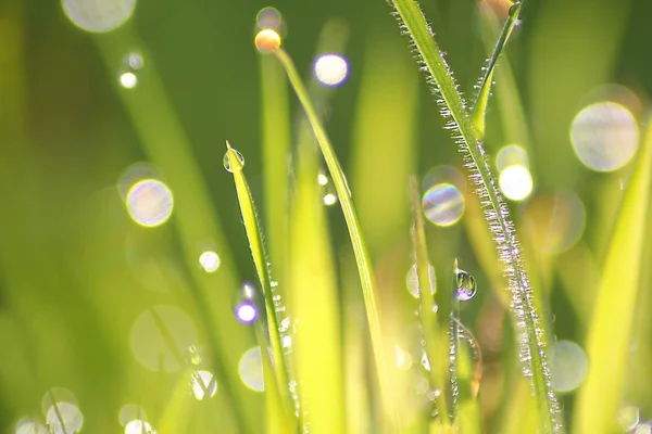 Brightly Lit Fresh Green Grass Drops Dew Natural Background — Stock Photo, Image