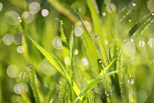 Luminosamente Illuminato Erba Fresca Verde Gocce Rugiada Come Sfondo Naturale — Foto Stock