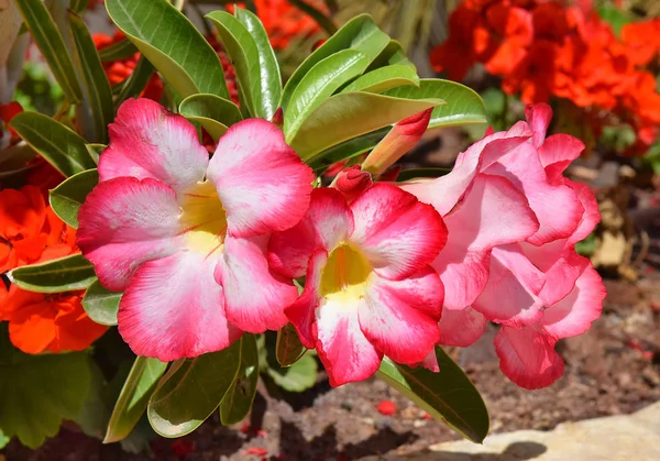 沙漠玫瑰 热带花 也被称为黑斑马百合 模拟杜鹃 粉红色腺 萨比星 — 图库照片